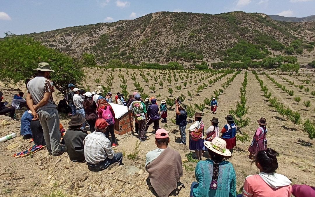 Strengthening security with food sovereignty for vulnerable indigenous peasant families in Ckochas-Phase II.