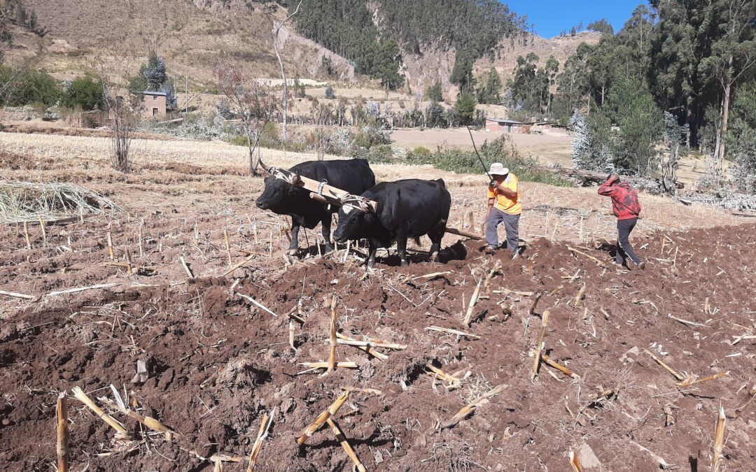 Promoviendo la seguridad alimentaria y la resiliencia ambiental con equidad de género frente a la crisis climática, con Ayllus indígenas originarios del distrito de Chacaya del municipio de Pocoata